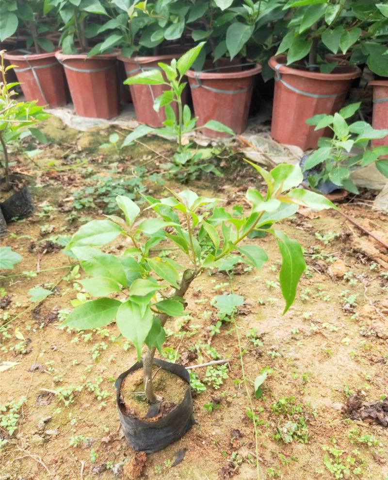三角梅盆栽带花发货四季开花绿植好养室外绿樱红樱重瓣花卉
