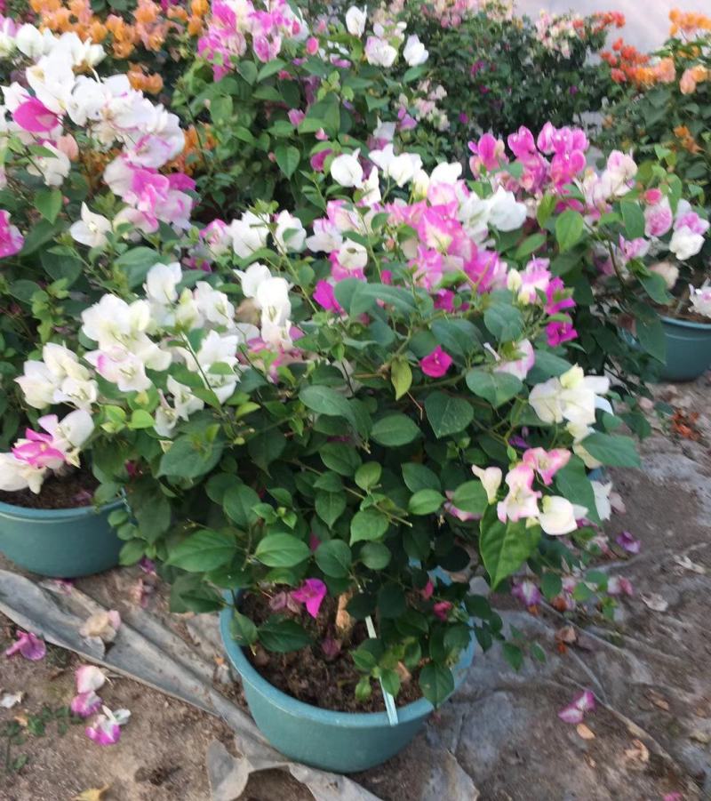 三角梅盆栽带花发货四季开花绿植好养室外绿樱红樱重瓣花卉