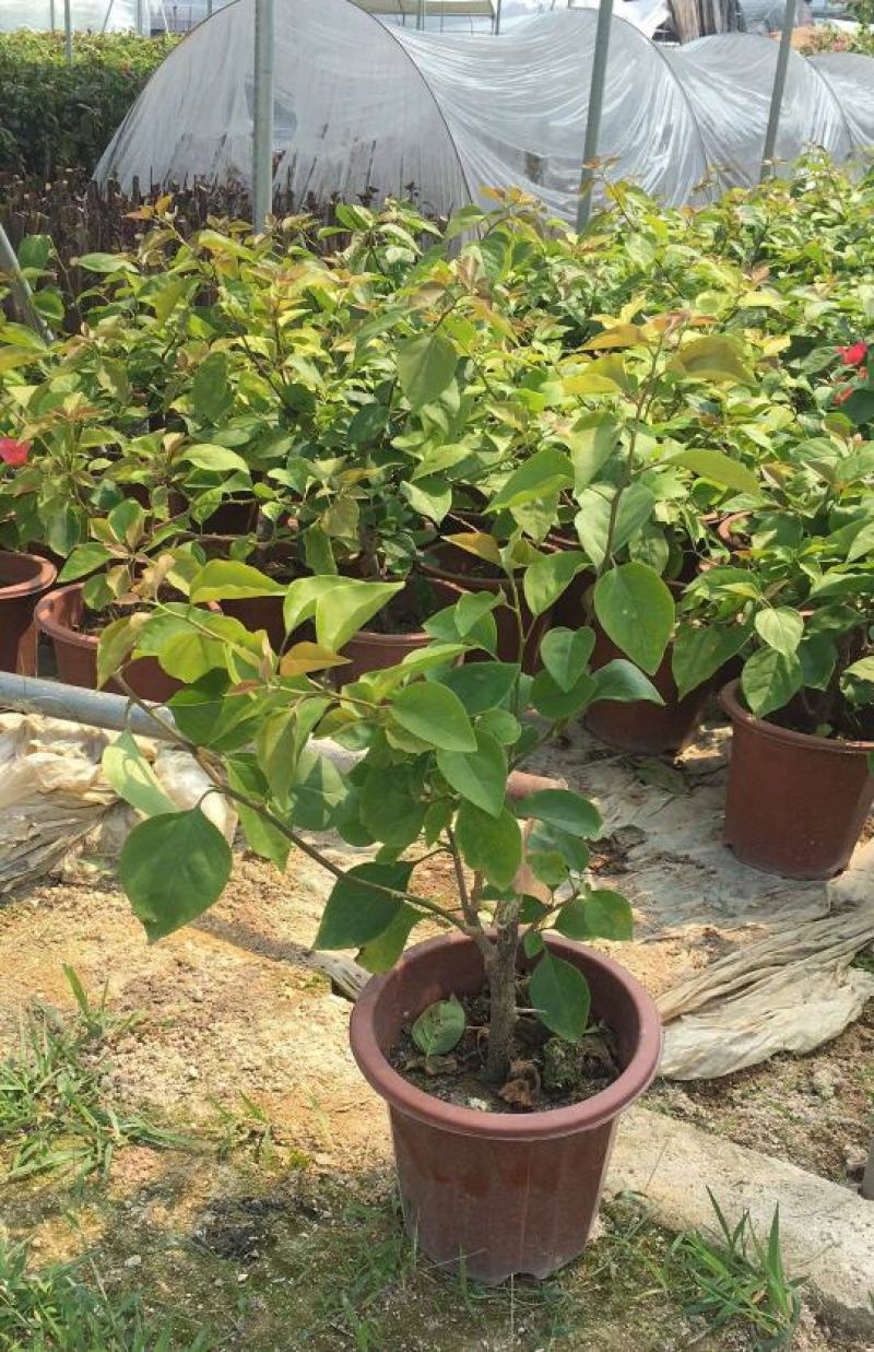 三角梅盆栽带花发货四季开花绿植好养室外绿樱红樱重瓣花卉