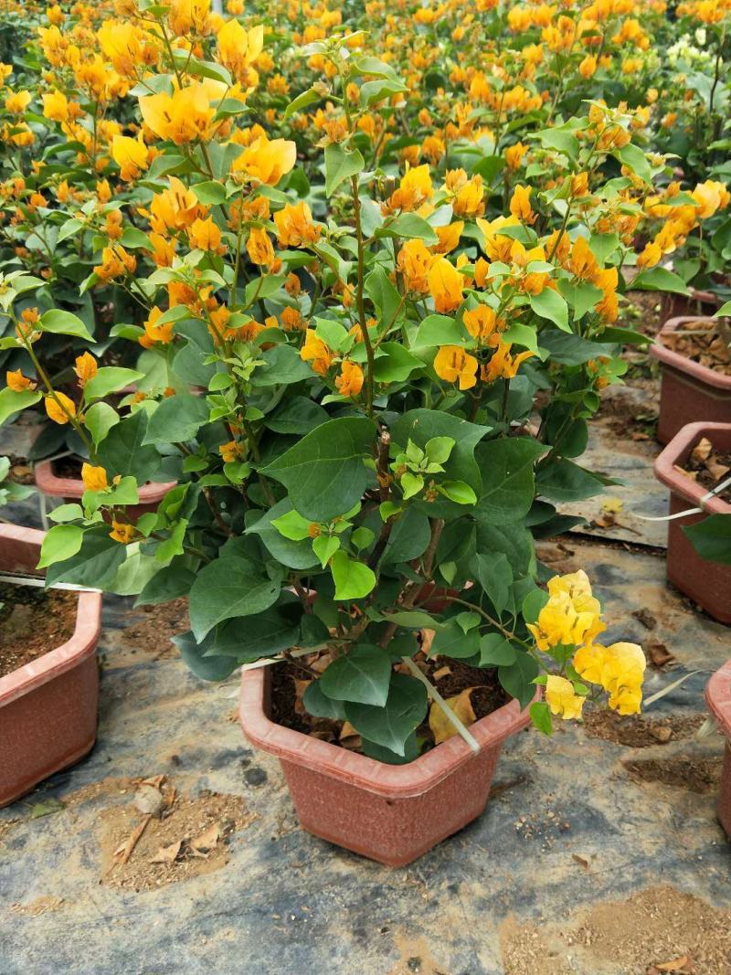 三角梅盆栽带花发货四季开花绿植好养室外绿樱红樱重瓣花卉