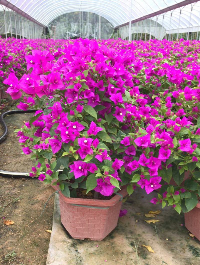 三角梅盆栽带花发货四季开花绿植好养室外绿樱红樱重瓣花卉
