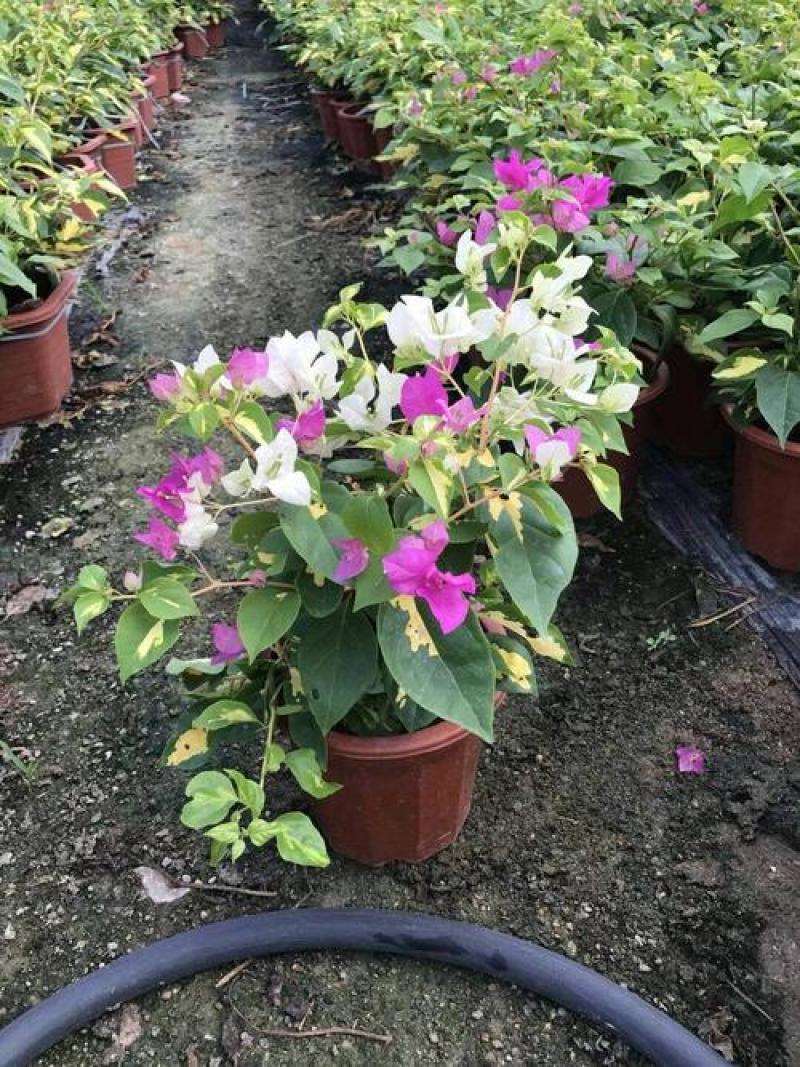 三角梅盆栽带花发货四季开花绿植好养室外绿樱红樱重瓣花卉
