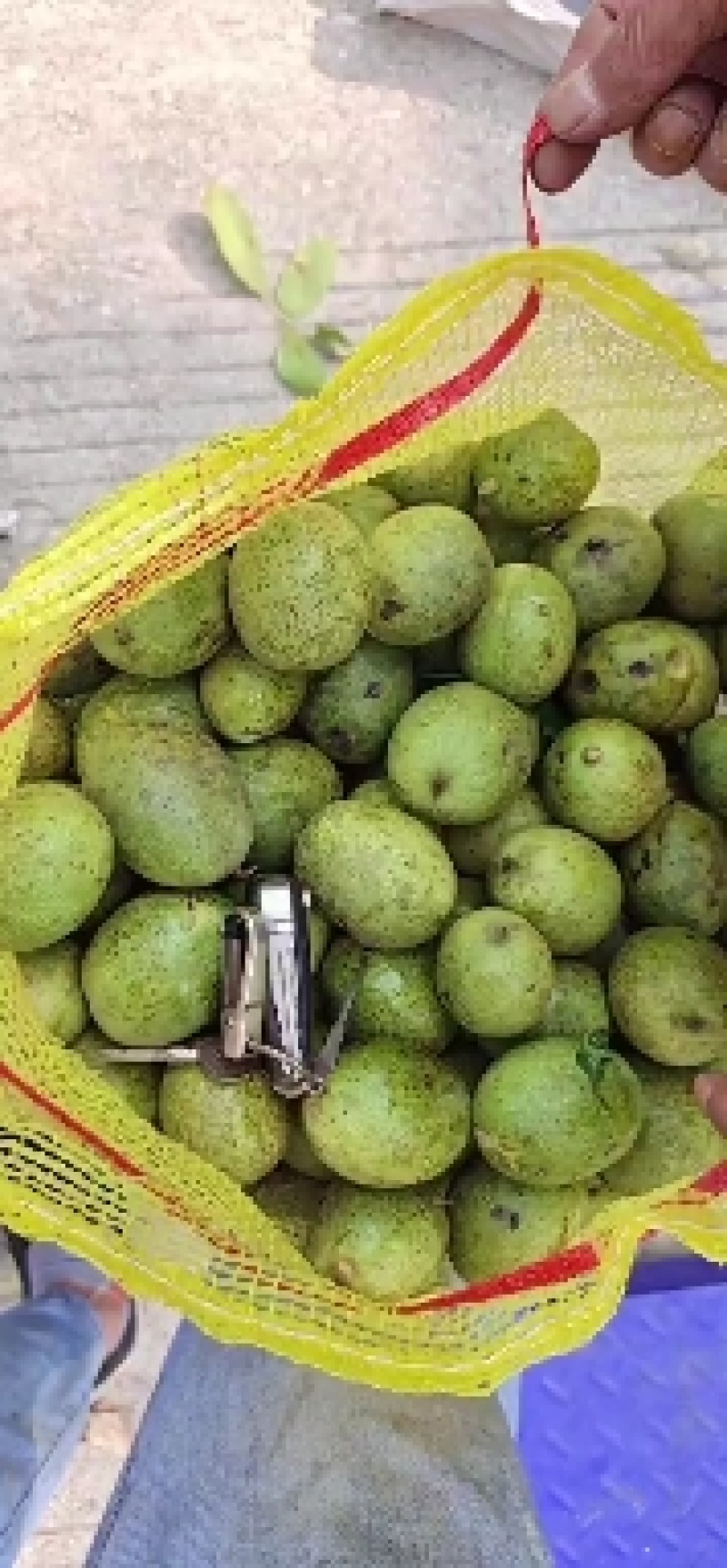 赞皇灵寿县清香核桃辽系香菱优质青皮核桃