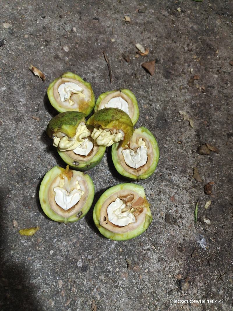 赞皇灵寿县清香核桃辽系香菱优质青皮核桃