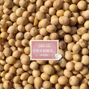 进口巴西非转大豆美湾豆乌克兰非转散装袋装精品大量现货供应