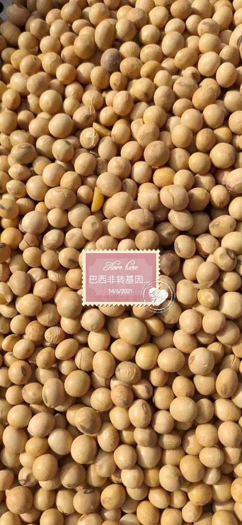进口巴西非转大豆美湾豆乌克兰非转散装袋装精品大量现货供应