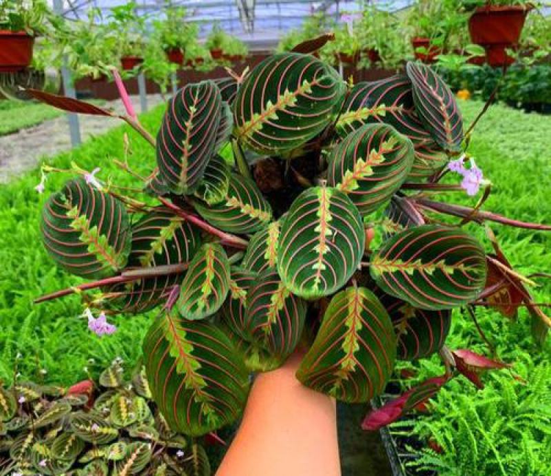 叶蝉竹芋花卉盆栽观叶绿植四季常青室内桌面盆栽水培花卉
