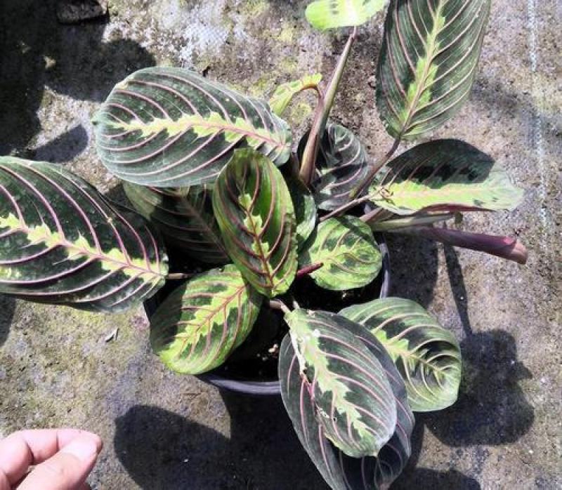 叶蝉竹芋花卉盆栽观叶绿植四季常青室内桌面盆栽水培花卉
