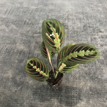 叶蝉竹芋花卉盆栽观叶绿植四季常青室内桌面盆栽水培花卉