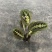 叶蝉竹芋花卉盆栽观叶绿植四季常青室内桌面盆栽水培花卉
