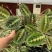 叶蝉竹芋花卉盆栽观叶绿植四季常青室内桌面盆栽水培花卉