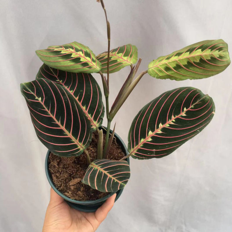 叶蝉竹芋花卉盆栽观叶绿植四季常青室内桌面盆栽水培花卉