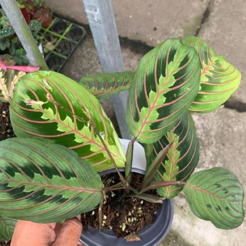 叶蝉竹芋花卉盆栽观叶绿植四季常青室内桌面盆栽水培花卉
