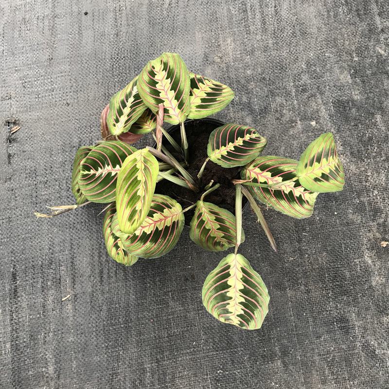 叶蝉竹芋花卉盆栽观叶绿植四季常青室内桌面盆栽水培花卉