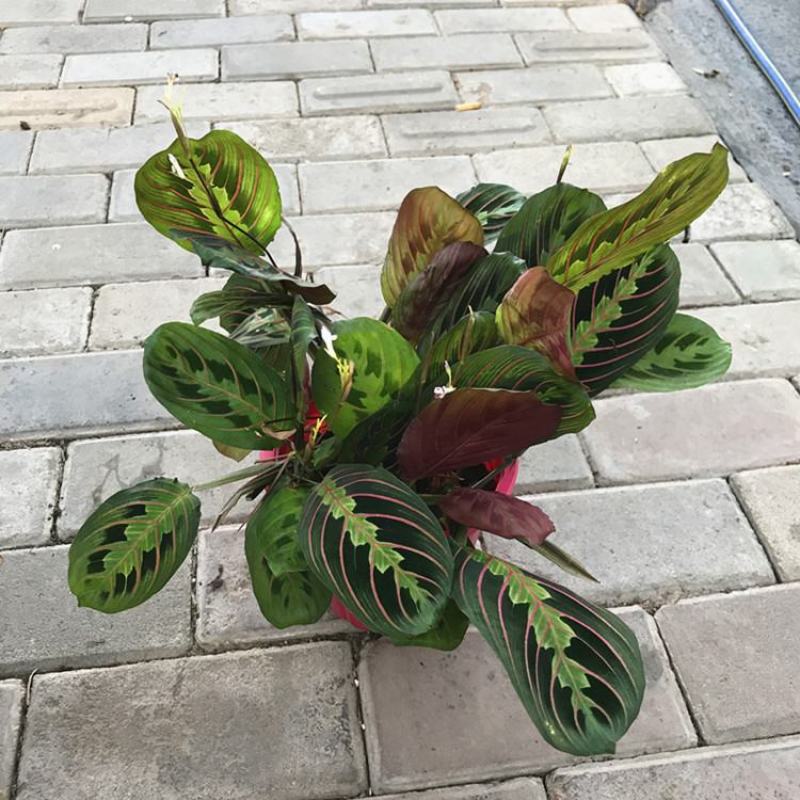 叶蝉竹芋花卉盆栽观叶绿植四季常青室内桌面盆栽水培花卉