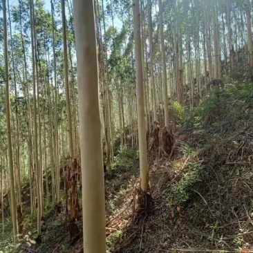 桉树林流转