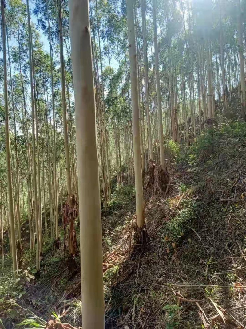 桉树林流转