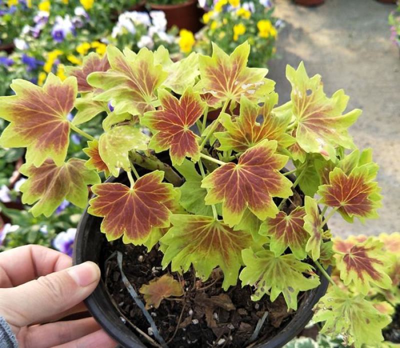 枫叶天竺葵盆栽百年温哥华花苗日本碗枫叶碗庭院阳台四季开花