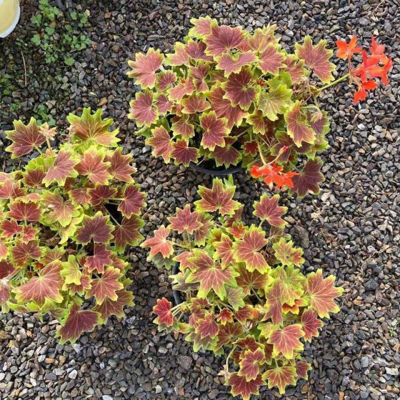枫叶天竺葵盆栽百年温哥华花苗日本碗枫叶碗庭院阳台四季开花