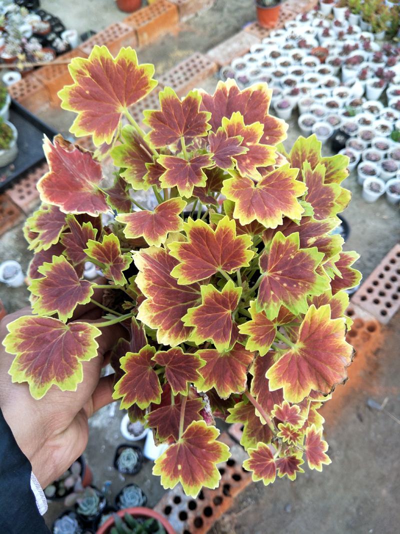 枫叶天竺葵盆栽百年温哥华花苗日本碗枫叶碗庭院阳台四季开花