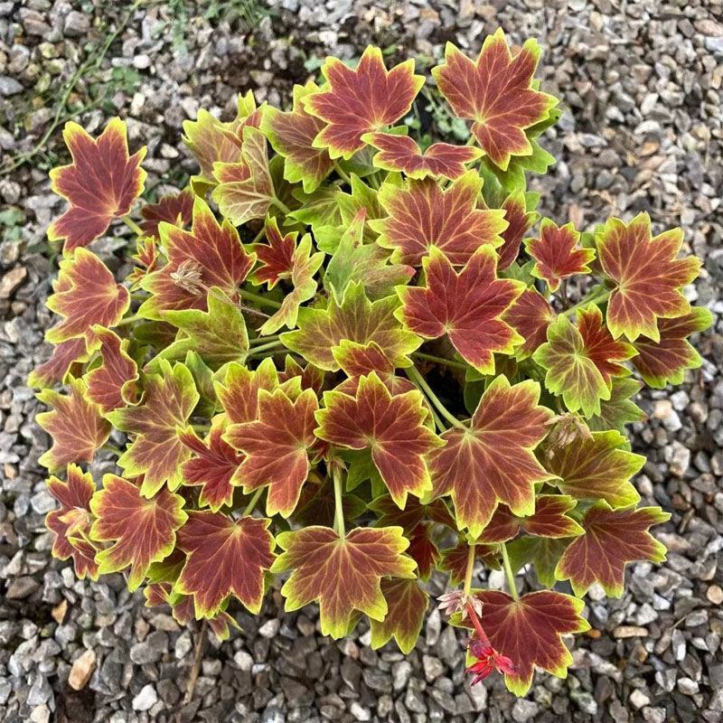 枫叶天竺葵盆栽百年温哥华花苗日本碗枫叶碗庭院阳台四季开花