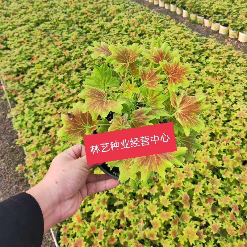 枫叶天竺葵盆栽百年温哥华花苗日本碗枫叶碗庭院阳台四季开花