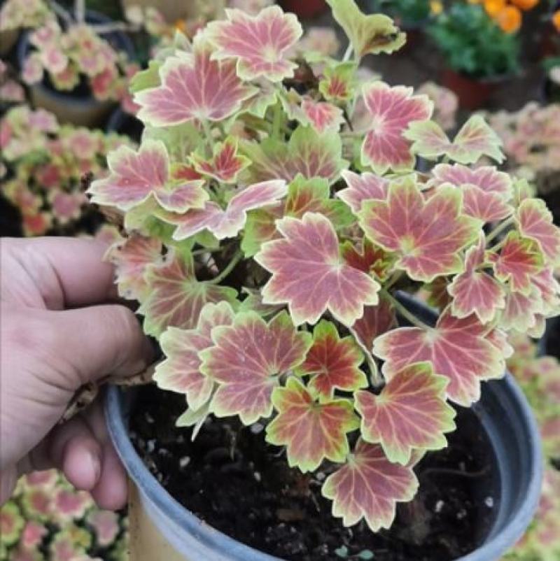 枫叶天竺葵盆栽百年温哥华花苗日本碗枫叶碗庭院阳台四季开花