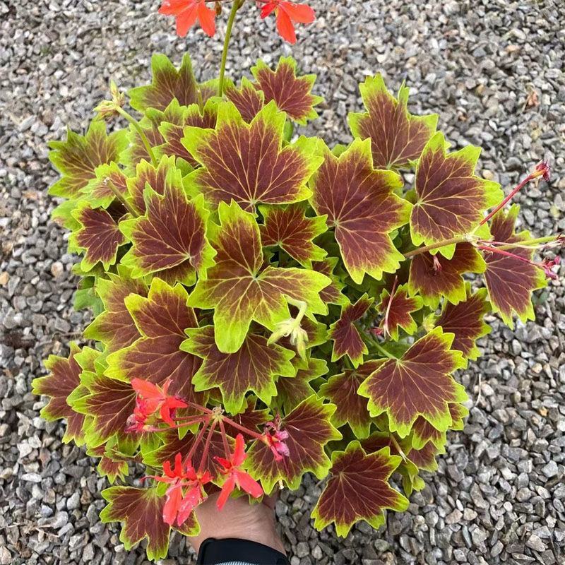 枫叶天竺葵盆栽百年温哥华花苗日本碗枫叶碗庭院阳台四季开花