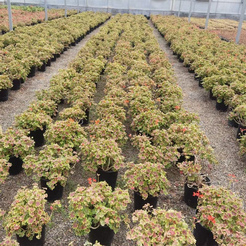 枫叶天竺葵盆栽百年温哥华花苗日本碗枫叶碗庭院阳台四季开花