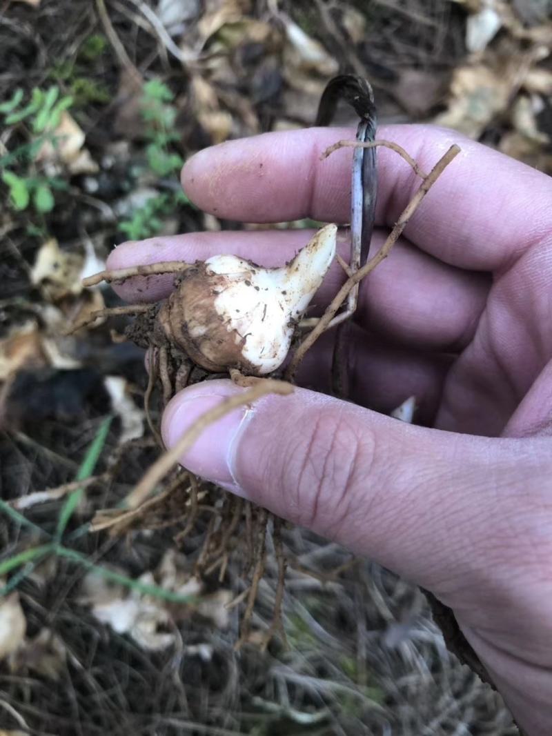 【优选】优质云南高杆滇重楼苗七叶一枝花种苗独角莲苗