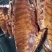 【腊肉】腊排骨，四川特产，精排，长排现货供应，一手货源