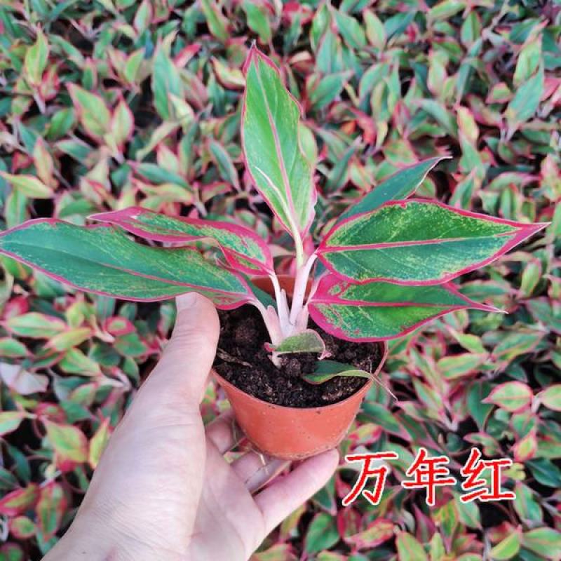 万年红盆栽如意水培吉利红如意办公室白掌室内绿植花卉吸甲醛
