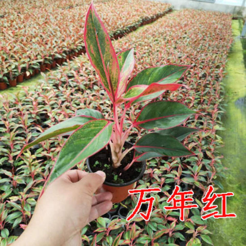 万年红盆栽如意水培吉利红如意办公室白掌室内绿植花卉吸甲醛
