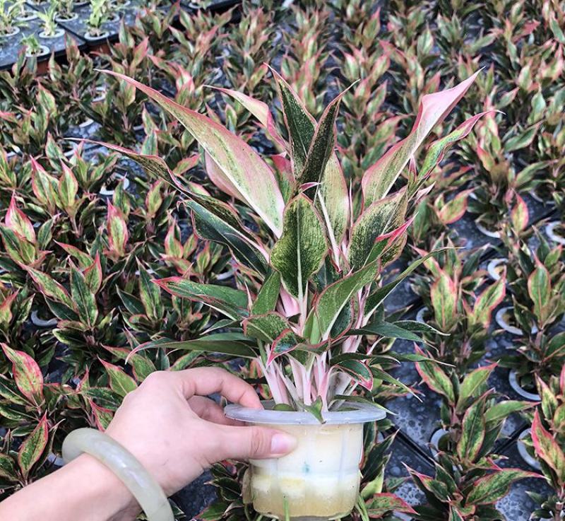 万年红盆栽如意水培吉利红如意办公室白掌室内绿植花卉吸甲醛