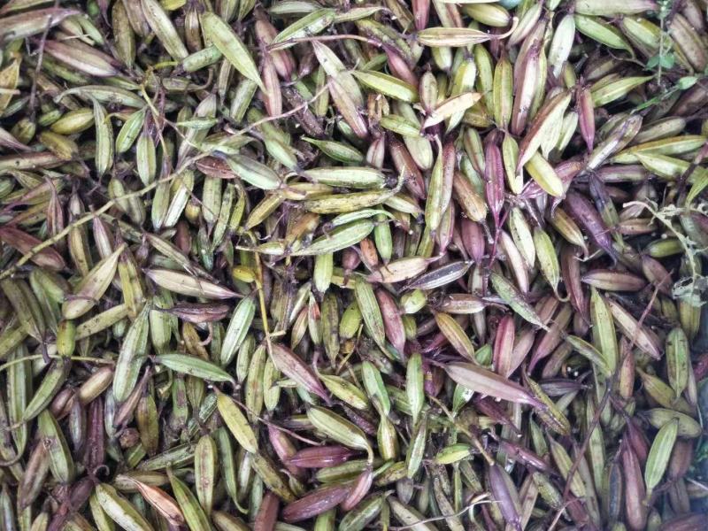 【优质】云南白芨种子三叉大白芨种子白芨果夹提供育苗技术