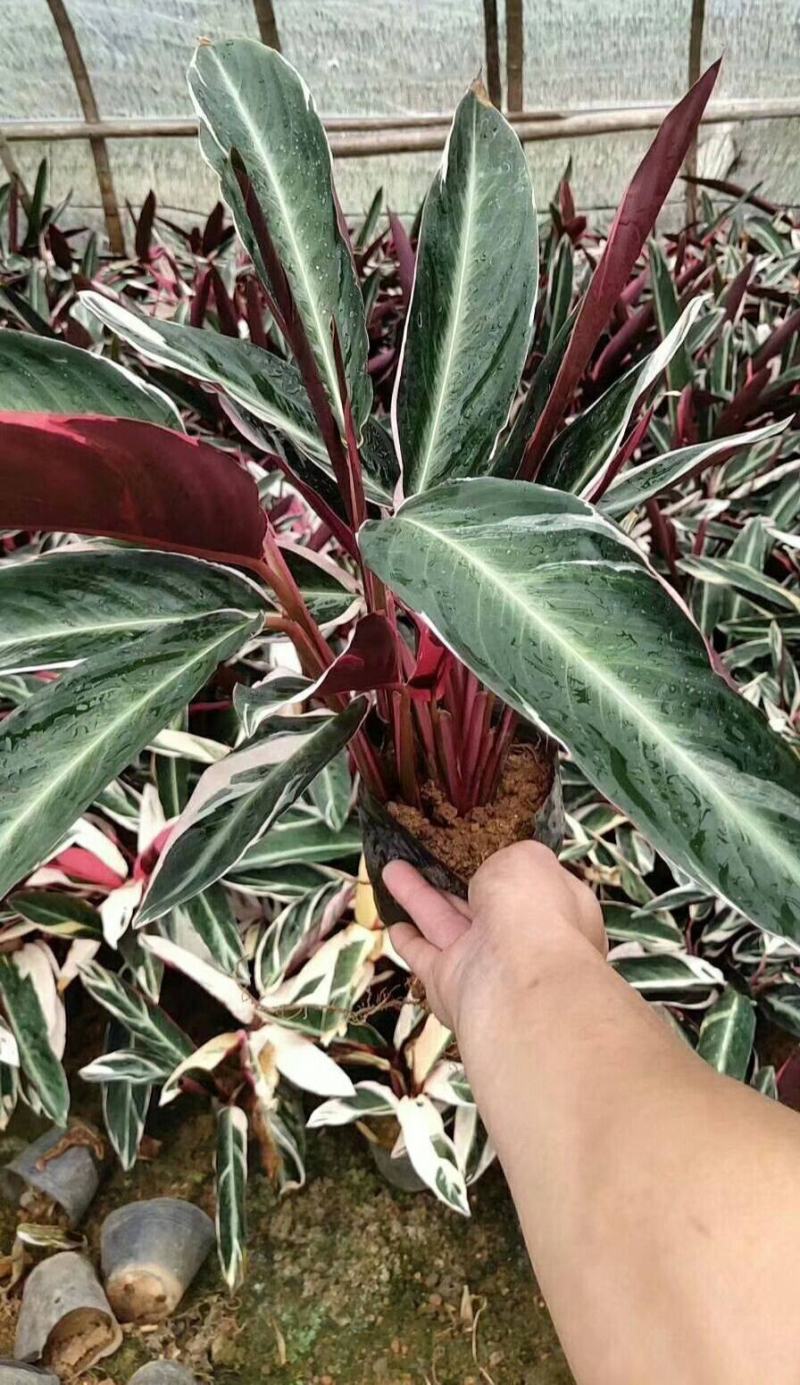 卧花竹芋盆栽苗观叶喜阴绿植室内办公花卉网红植物吸甲醛
