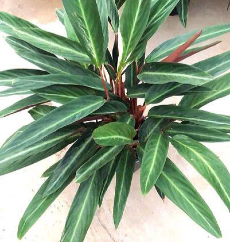 卧花竹芋盆栽苗观叶喜阴绿植室内办公花卉网红植物吸甲醛