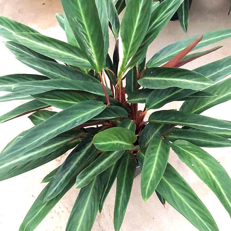 卧花竹芋盆栽苗观叶喜阴绿植室内办公花卉网红植物吸甲醛