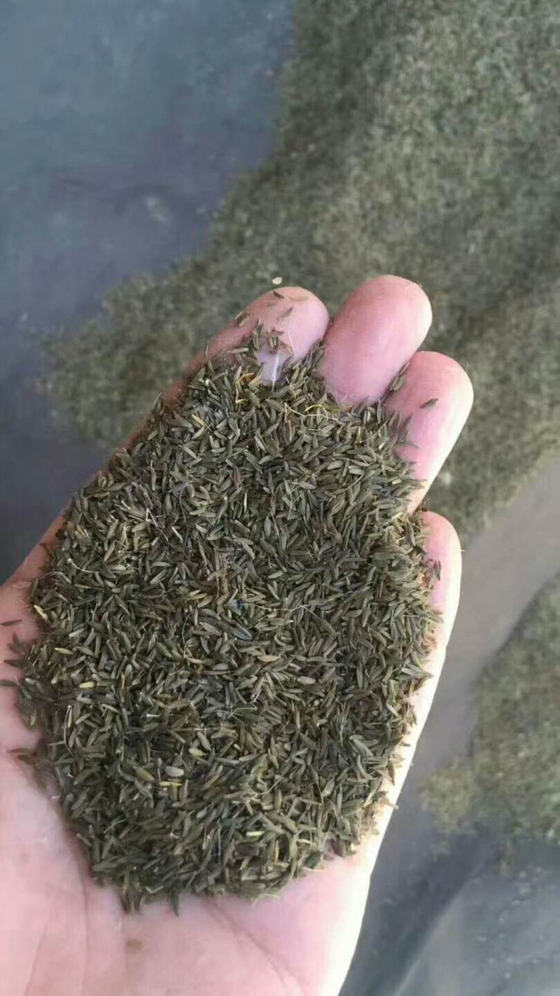 【优质】优质蒲公英种子小叶蒲公英药食两用提供种植技术