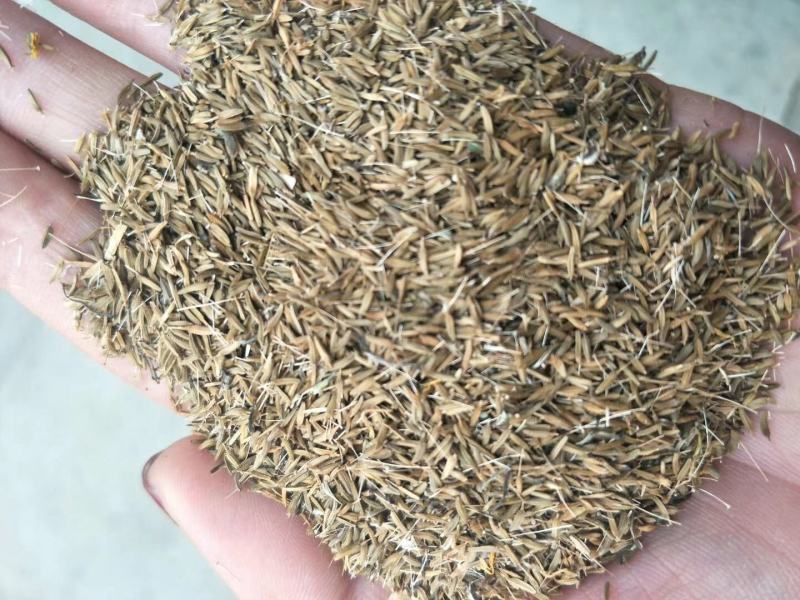 【优质】优质蒲公英种子小叶蒲公英药食两用提供种植技术