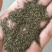 【优质】优质蒲公英种子小叶蒲公英药食两用提供种植技术