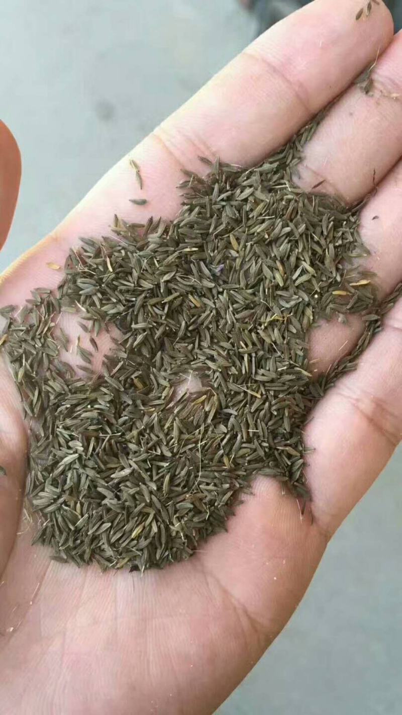 【优质】优质蒲公英种子小叶蒲公英药食两用提供种植技术