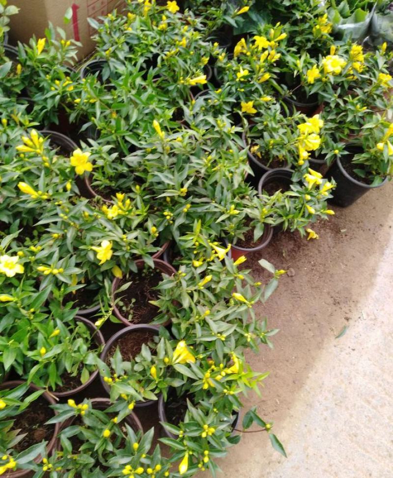 耐寒法国香水茉莉花阳台庭院盆栽冬季开花四季常青爬藤攀援