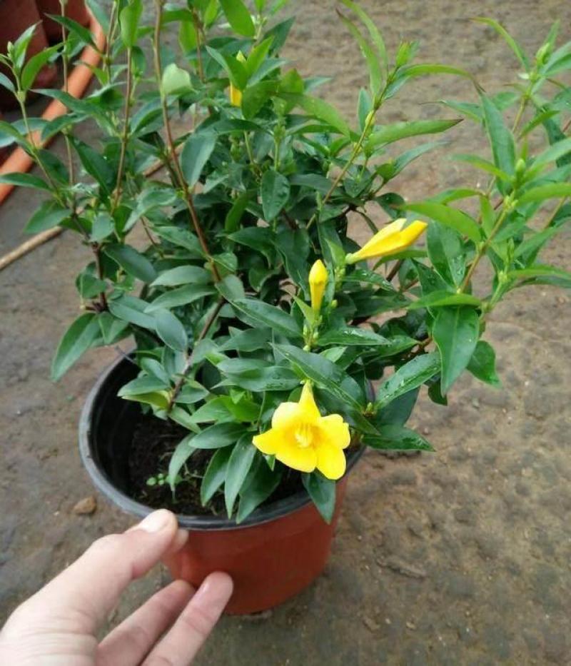 耐寒法国香水茉莉花阳台庭院盆栽冬季开花四季常青爬藤攀援