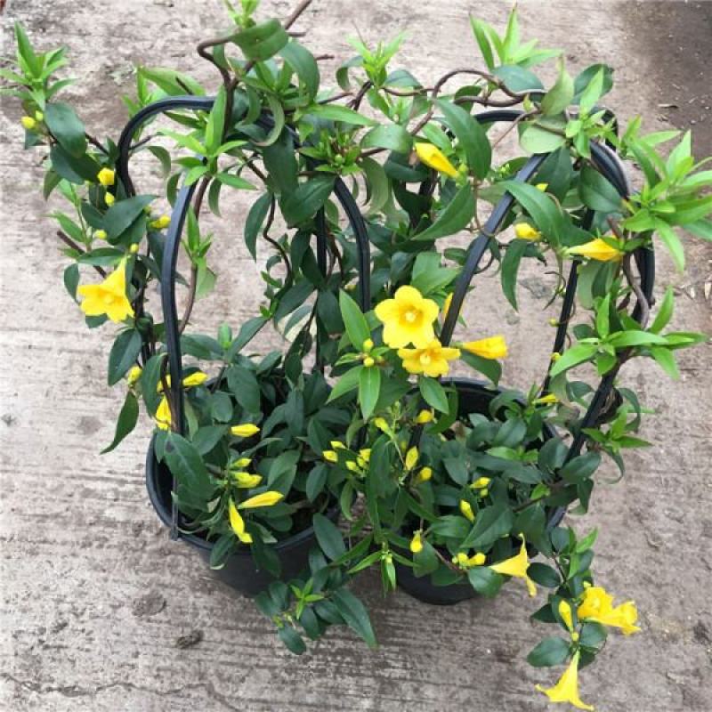 耐寒法国香水茉莉花阳台庭院盆栽冬季开花四季常青爬藤攀援