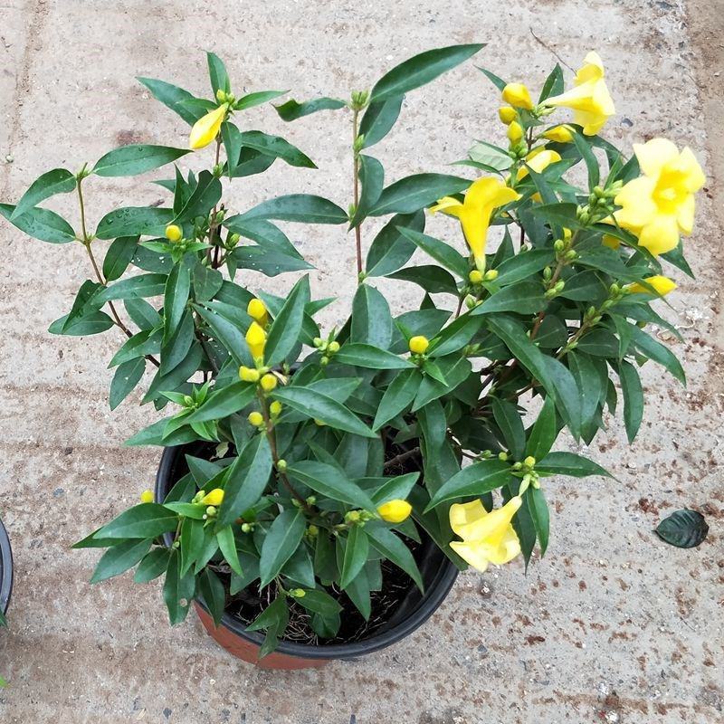 耐寒法国香水茉莉花阳台庭院盆栽冬季开花四季常青爬藤攀援