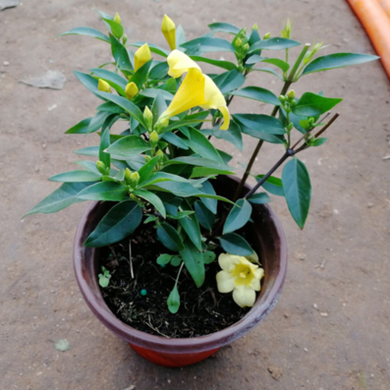 耐寒法国香水茉莉花阳台庭院盆栽冬季开花四季常青爬藤攀援