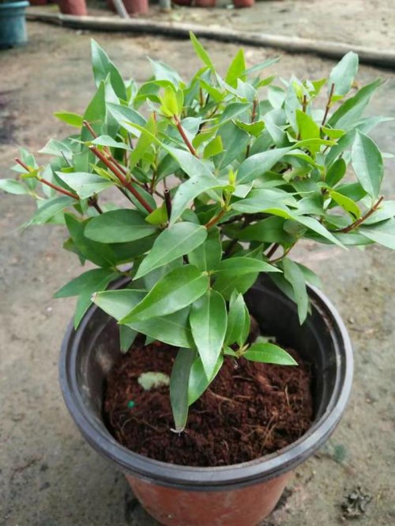耐寒法国香水茉莉花阳台庭院盆栽冬季开花四季常青爬藤攀援