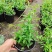 耐寒法国香水茉莉花阳台庭院盆栽冬季开花四季常青爬藤攀援