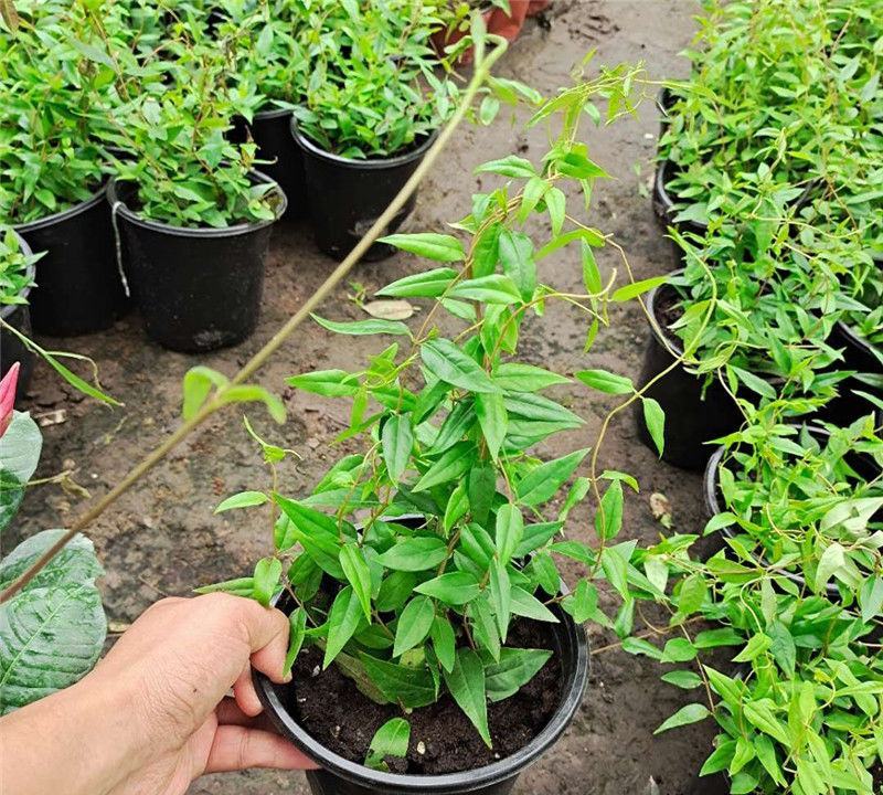 耐寒法国香水茉莉花阳台庭院盆栽冬季开花四季常青爬藤攀援